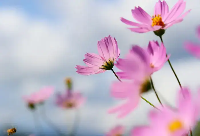 Pretty pink flowers with a blue sky background.